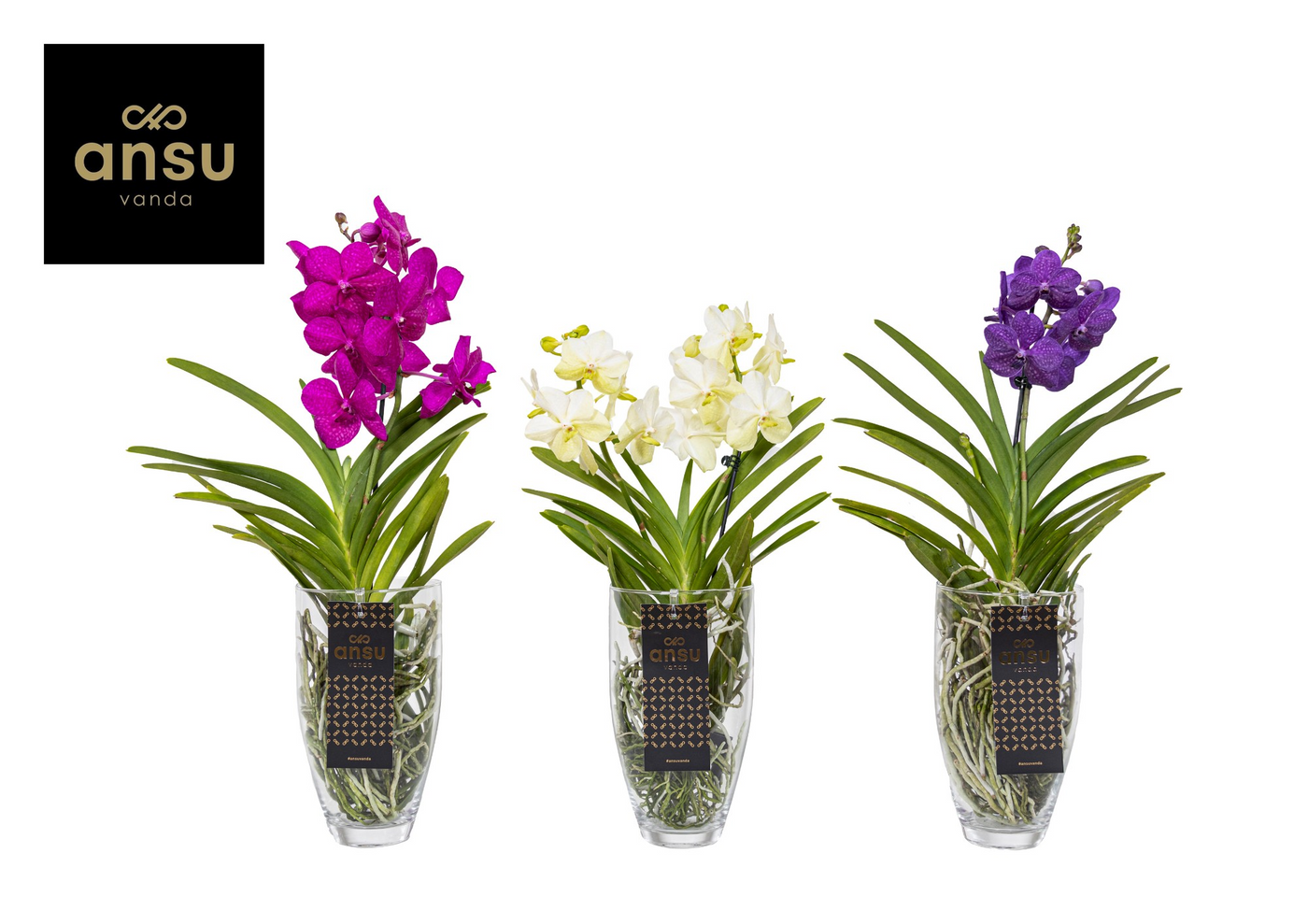 Planta naturala H60cm Vanda Charlotte Colour Mix PS14/ in pamant