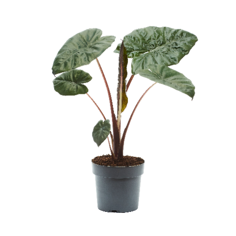 Planta naturala H65cm Alocasia sarawakensis 'Yucatan Princess' PS17/ in pamant