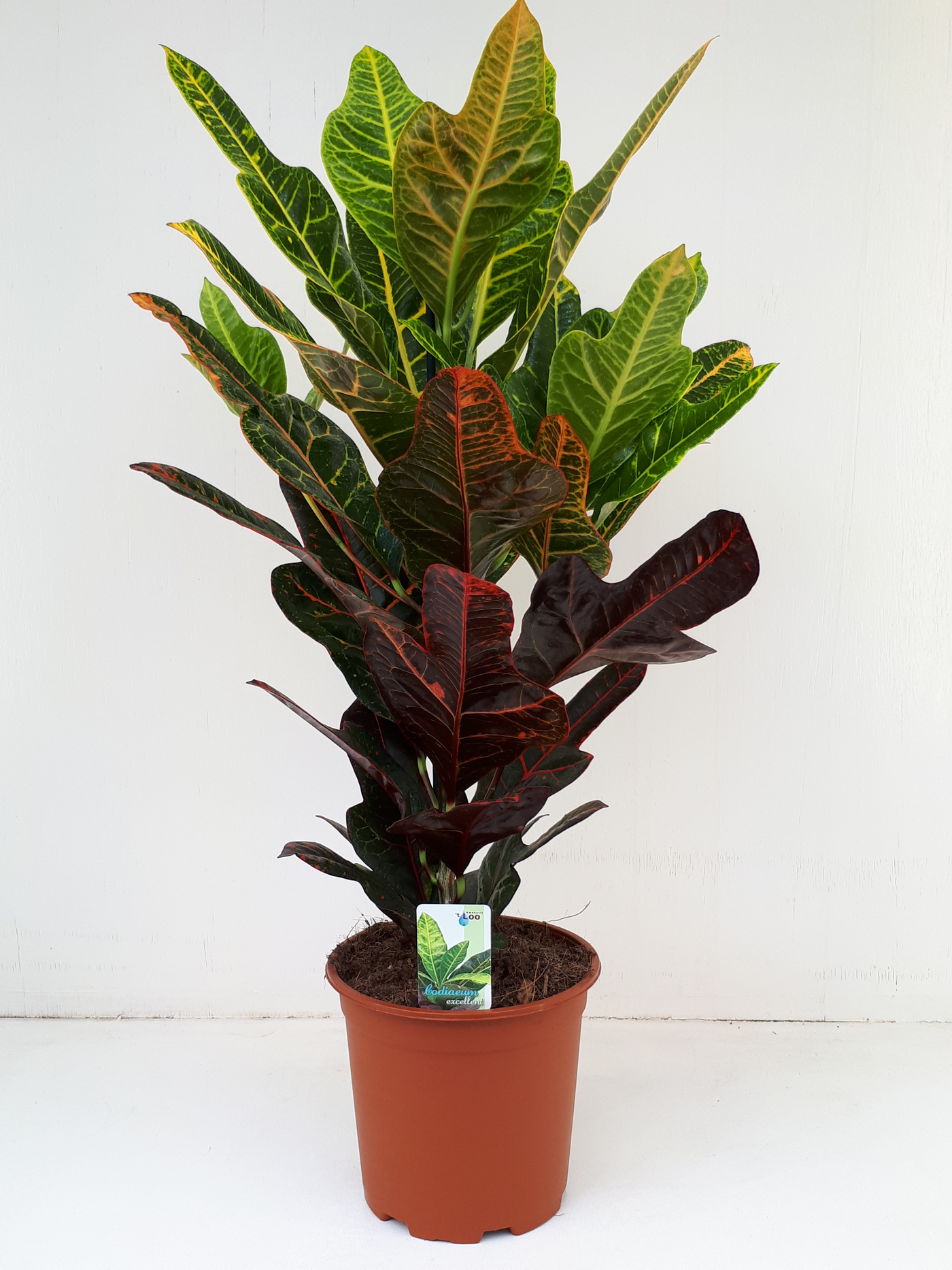 Planta naturala H65cm Codiaeum variegatum 'Excellent' PS19/ in pamant