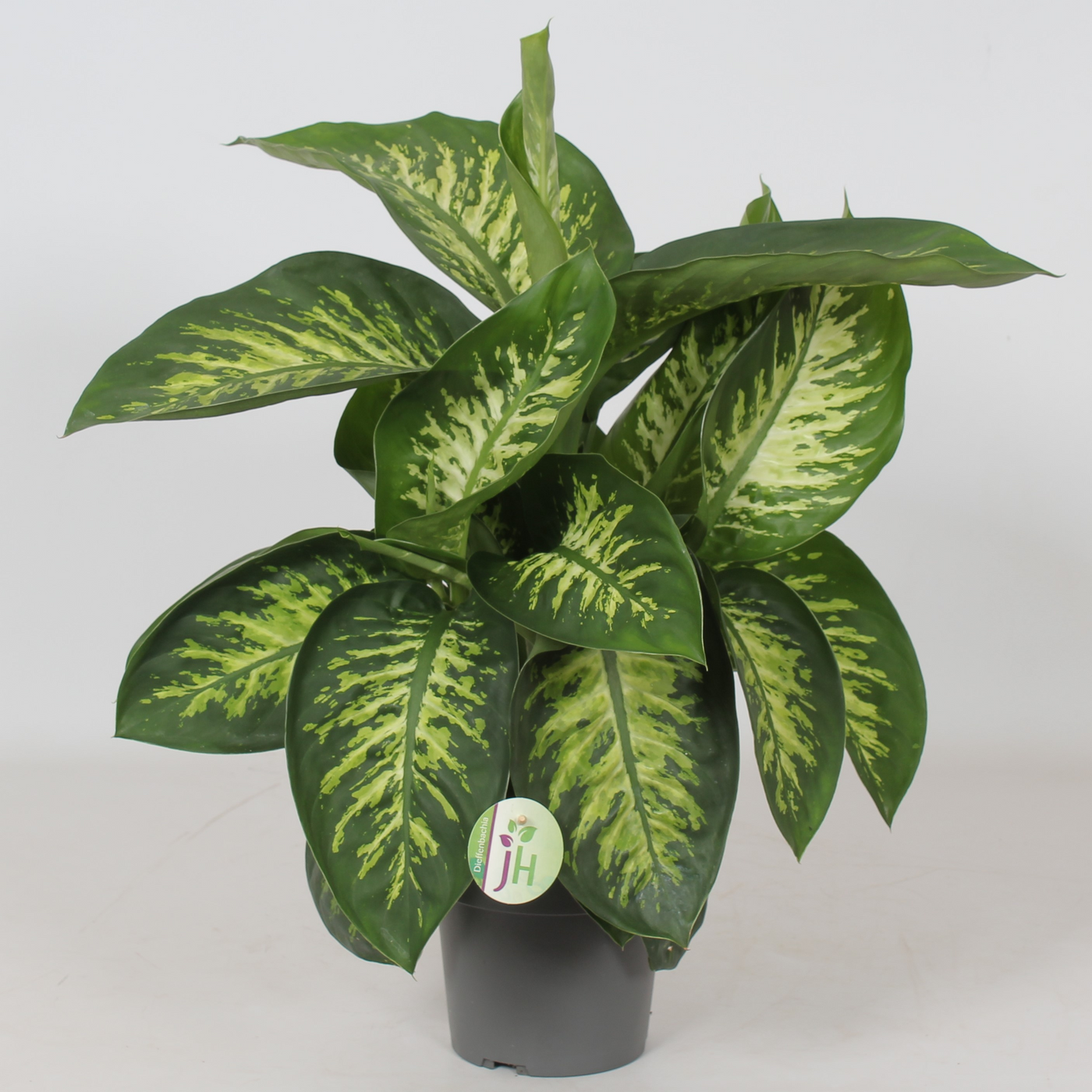 Planta naturala H65cm Dieffenbachia seguine 'Reeva' PS17/ in pamant