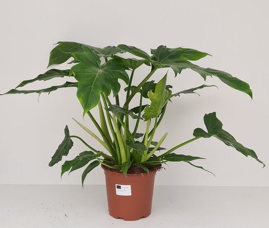 Planta naturala H65cm Philodendron 'Lacerum' PS19/17cm in pamant