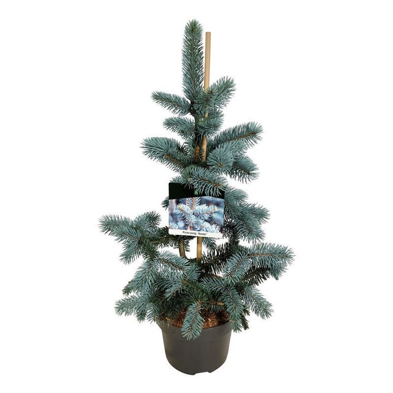 Planta naturala H65cm Picea pungens 'Koster' PS23/ in pamant