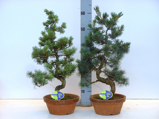 Planta naturala H65cm pinus pentaphylla parviflora PS22/ in pamant
