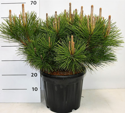 Planta naturala H65cm Pinus thunbergii Sayonara PS32/ in pamant