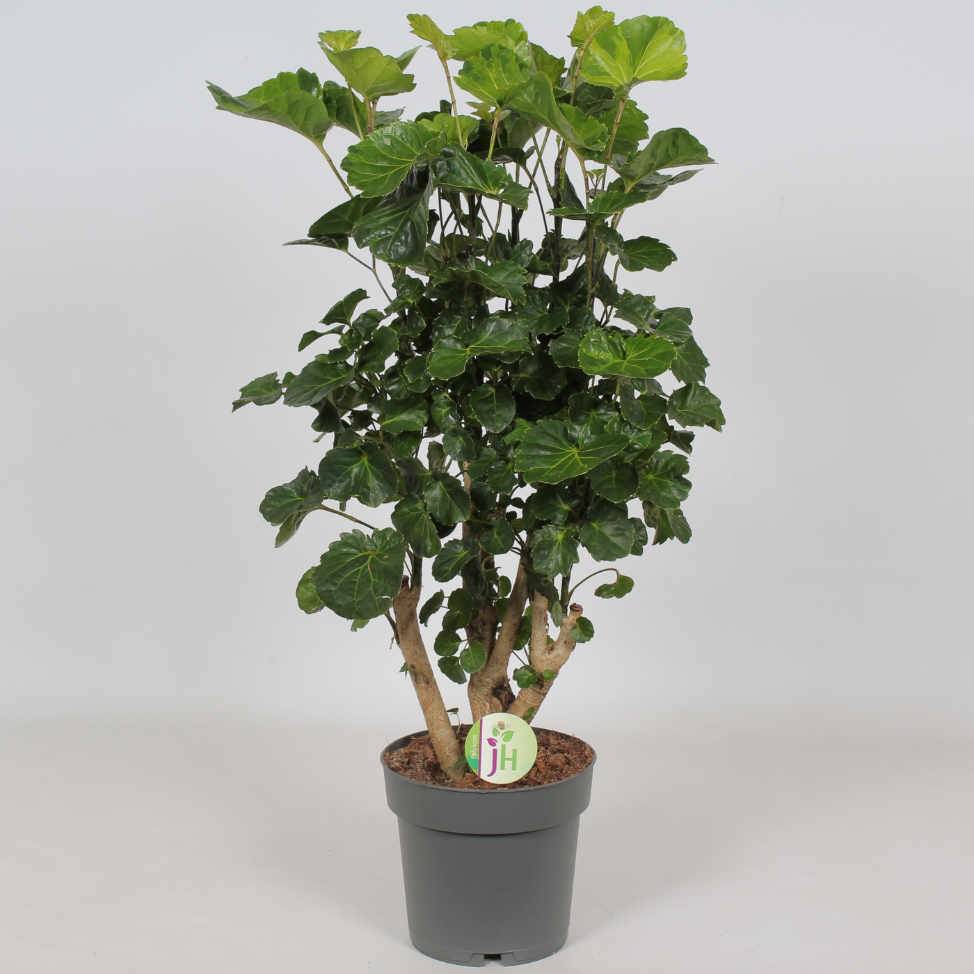 Planta naturala H65cm Polyscias fruticosa Lemon PS19/ in pamant