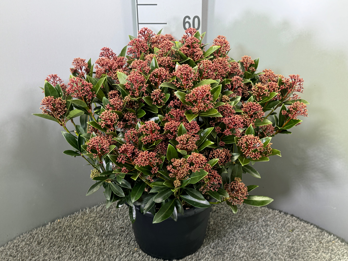 Planta naturala H65cm Skimmia japonica Antarctica PS31/ in pamant