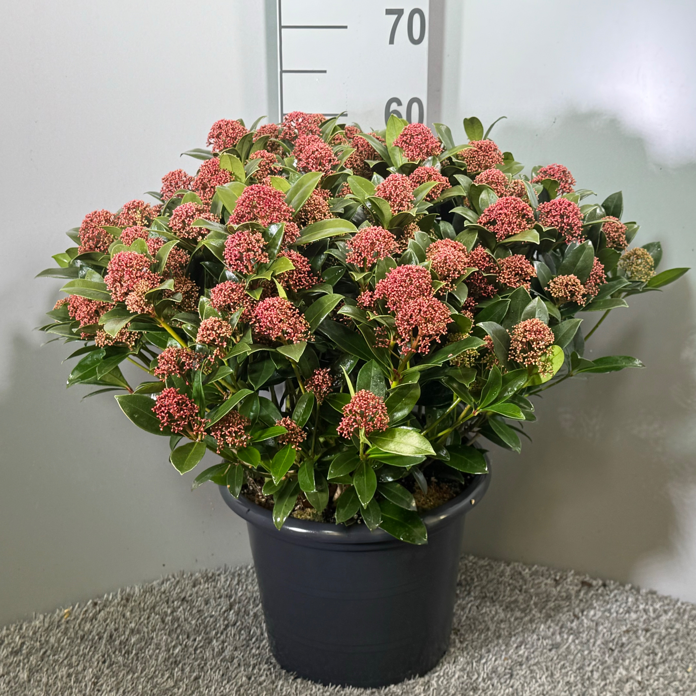 Planta naturala H65cm Skimmia japonica Pink Dwarf PS31/ in pamant