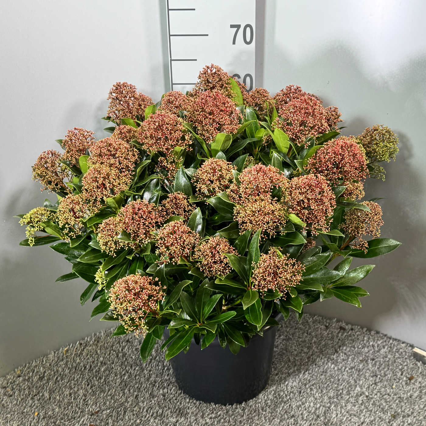 Planta naturala H65cm Skimmia japonica Rubesta Cuba PS31/ in pamant