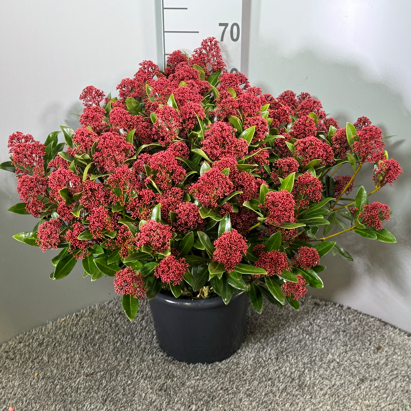 Planta naturala H65cm Skimmia japonica Rubesta PS31/ in pamant