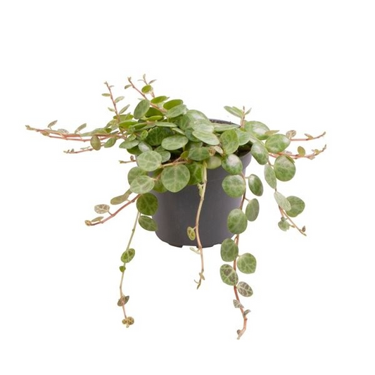 Planta naturala H6cm Peperomia prostrata PS6/ in pamant