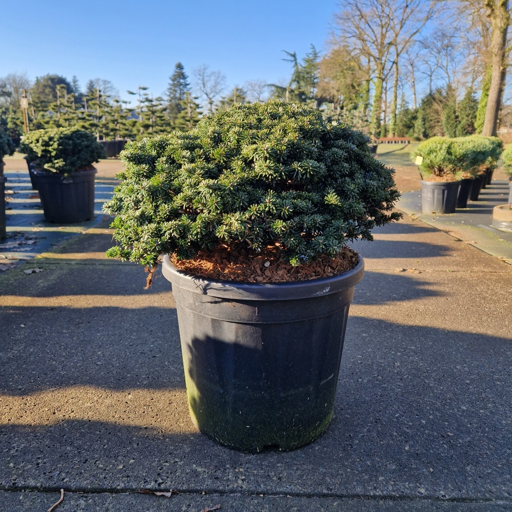 Planta naturala H70cm Abies koreana Brillant PS36/ in pamant