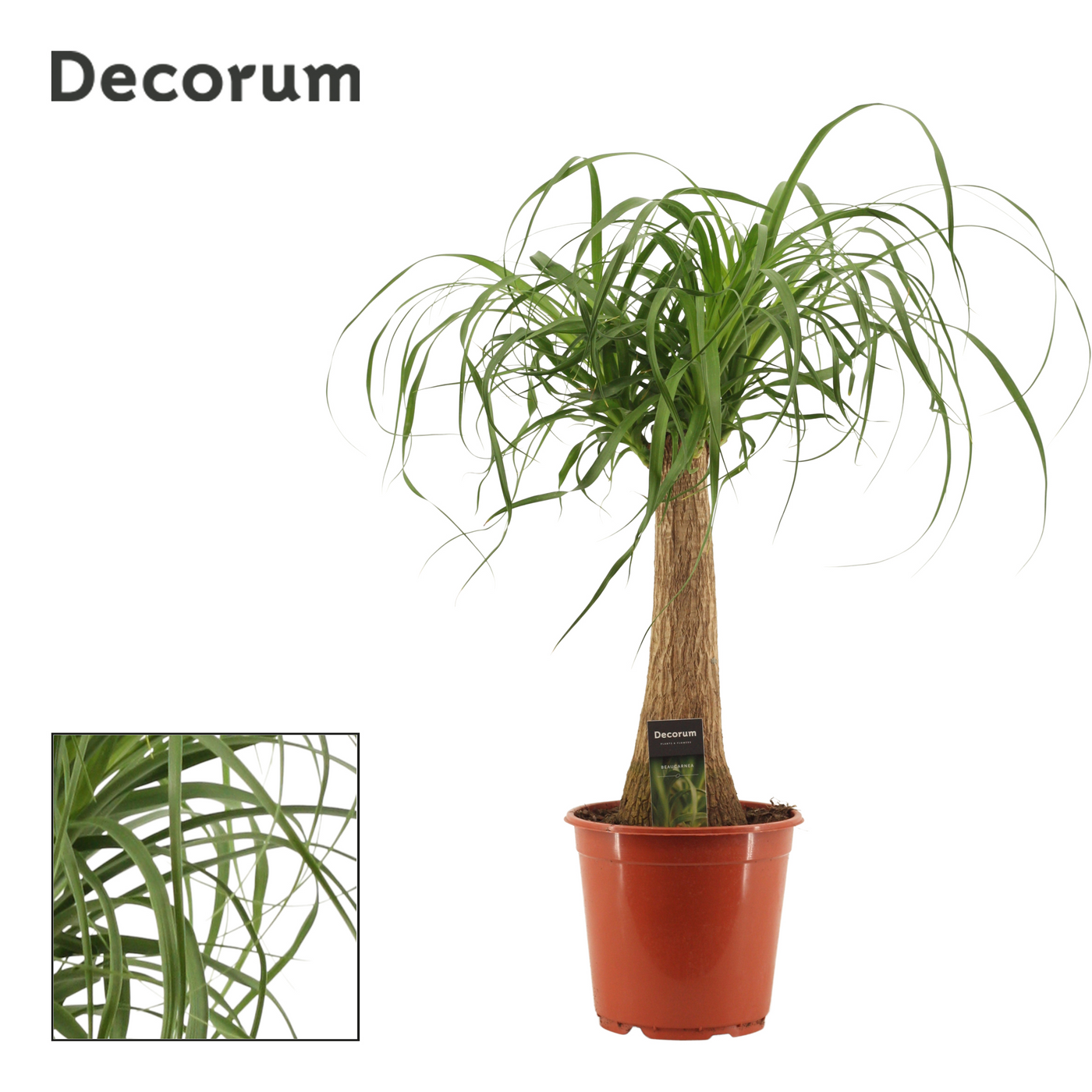 Planta naturala H70cm Beaucarnea recurvata PS21/ in pamant