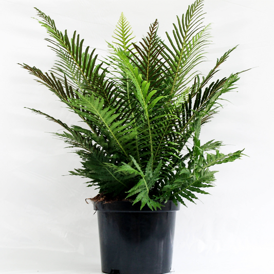 Planta naturala H70cm Blechnum gibbum 'Silver Lady' PS24/ in pamant