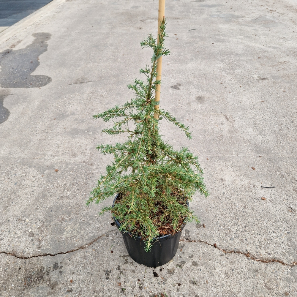 Planta naturala H70cm Cedrus libani Dino PS26/ in pamant
