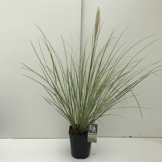 Planta naturala H70cm Cortaderia selloana 'Mini Silverpampas' PS23/ in pamant
