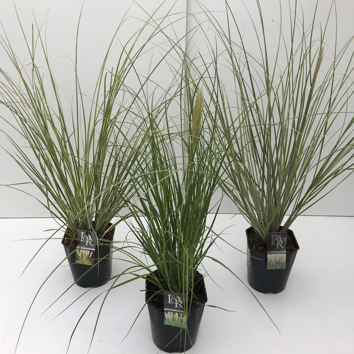 Planta naturala H70cm Cortaderia selloana mix PS23/ in pamant