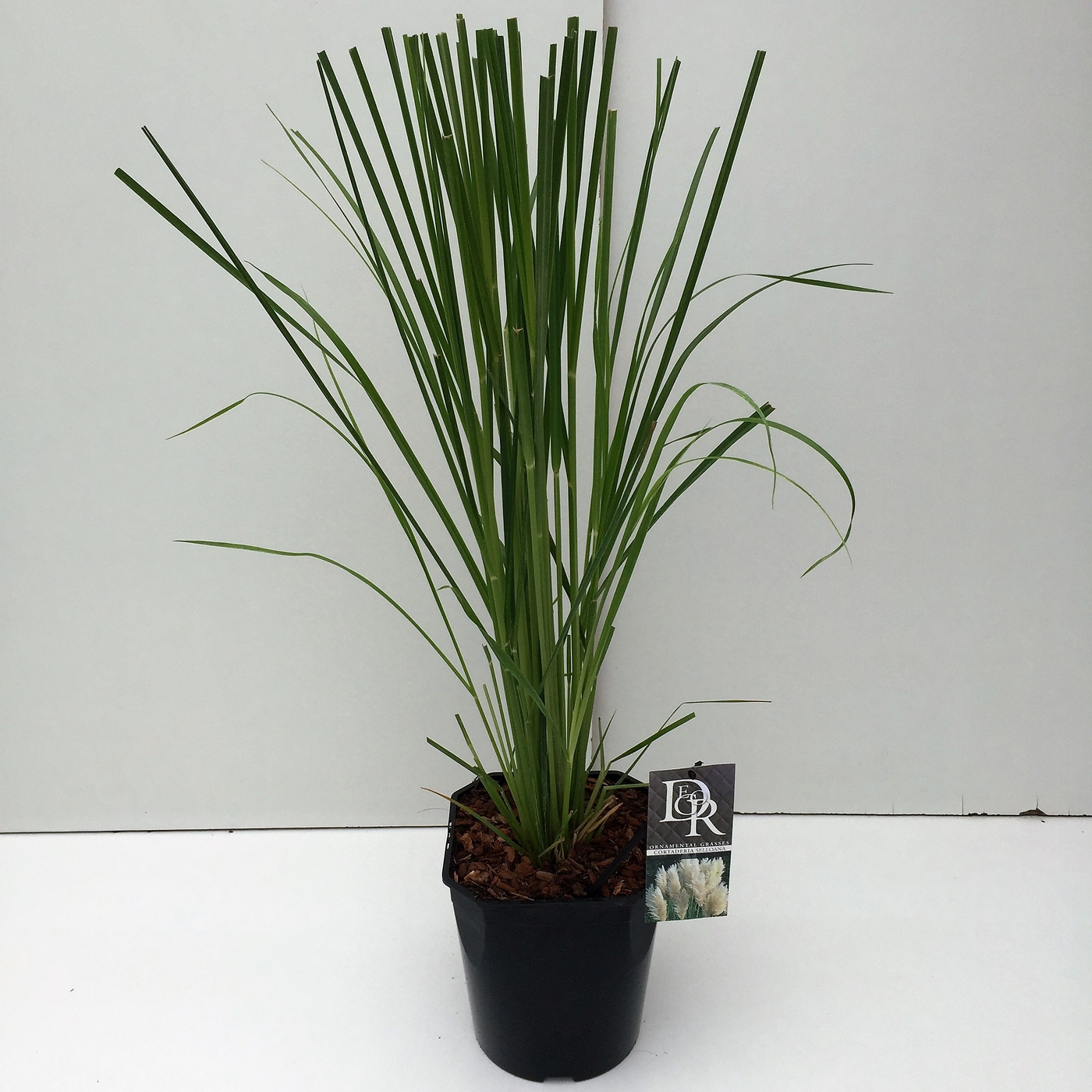Planta naturala H70cm Cortaderia selloana PS23/ in pamant