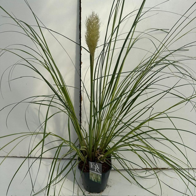 Planta naturala H70cm Cortaderia selloana 'Pumila' PS23/ in pamant