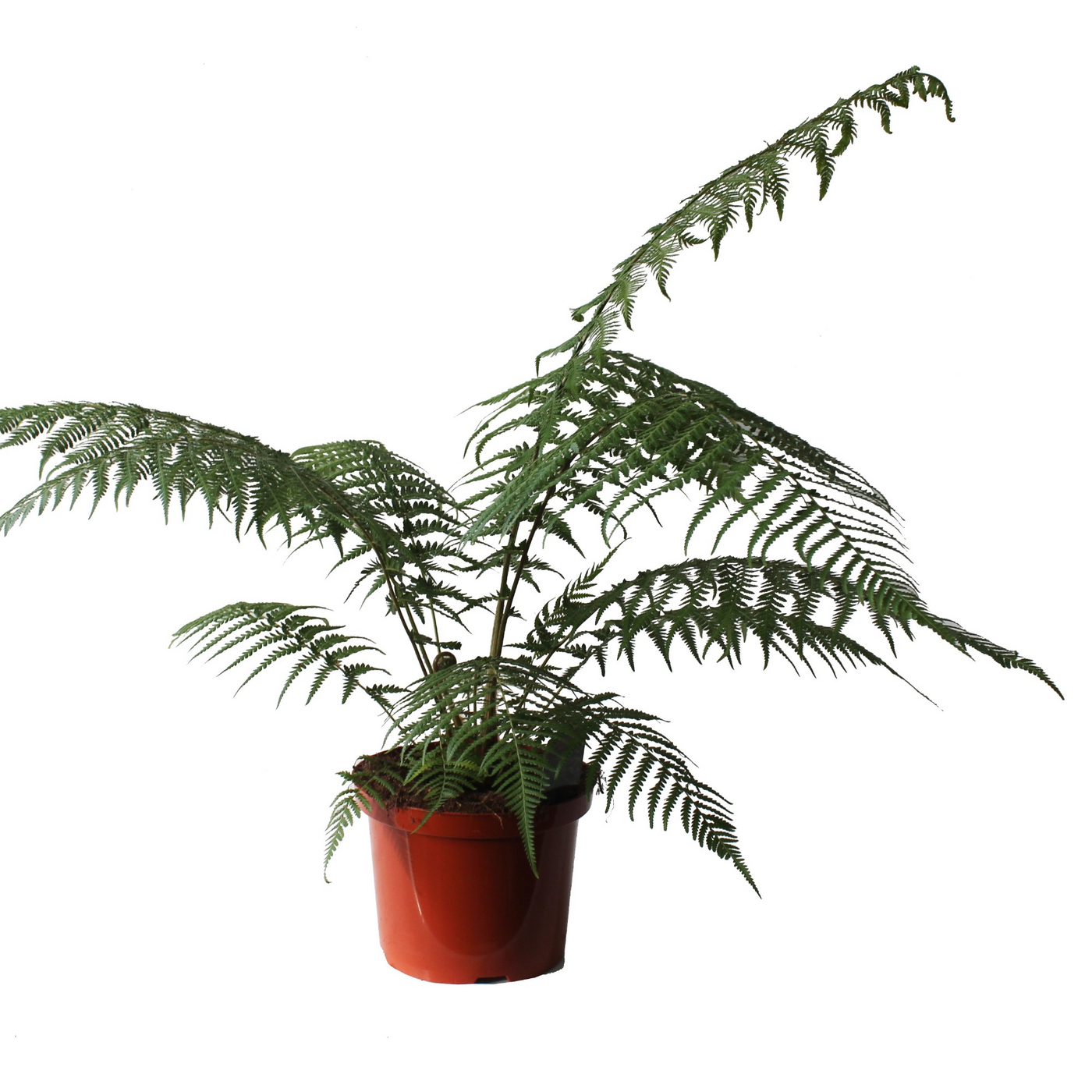 Planta naturala H70cm Dicksonia antarctica PS24/ in pamant
