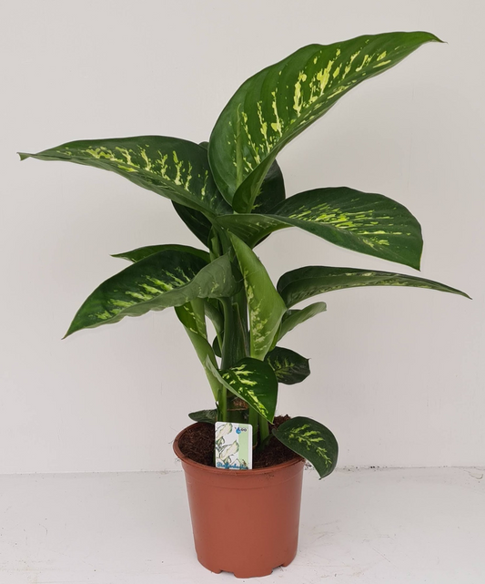 Planta naturala H70cm Dieffenbachia seguine 'Tropic Snow' PS19/ in pamant