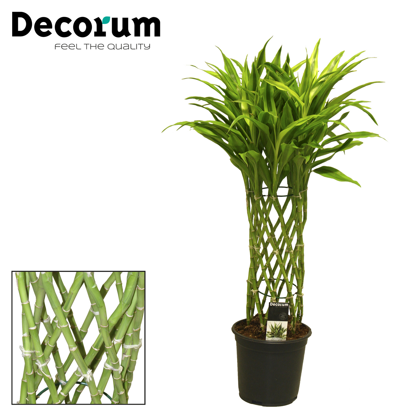 Planta naturala H70cm Dracaena Sanderiana gold PS19/ in pamant