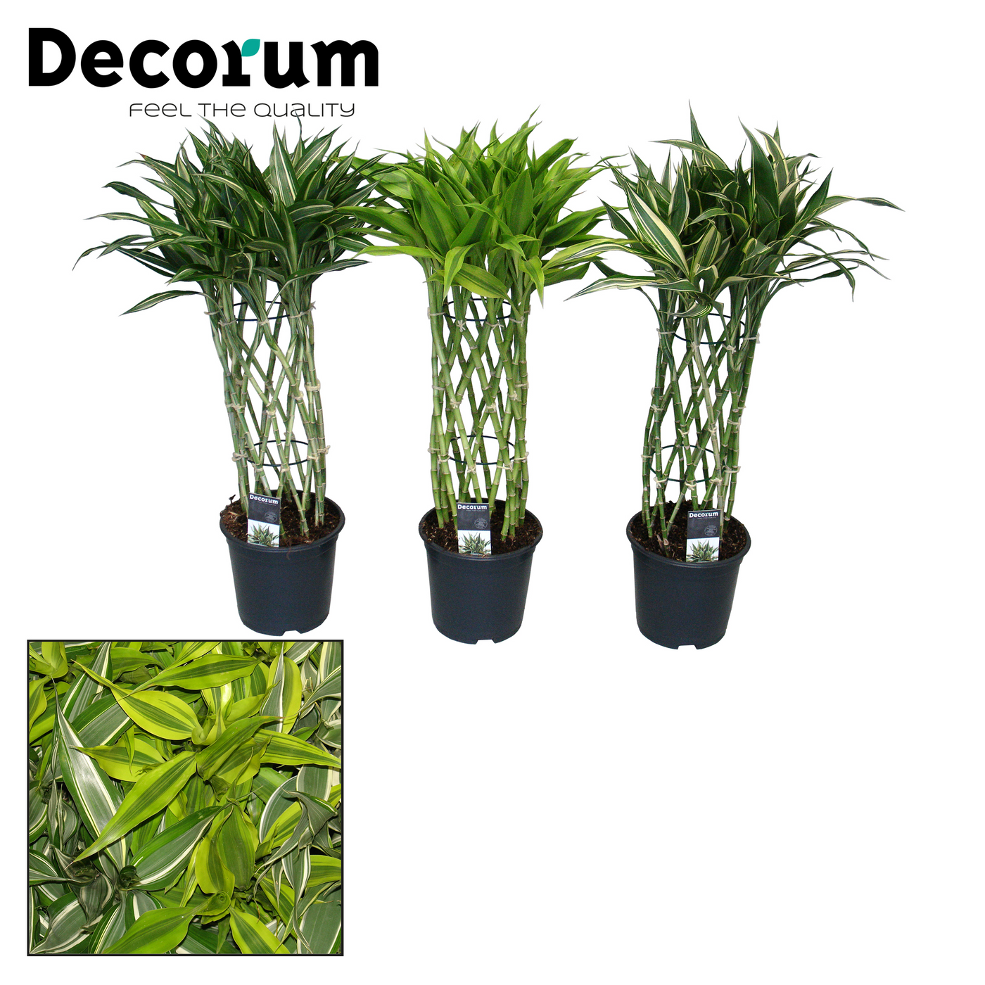 Planta naturala H70cm Dracaena sanderiana mix PS19/ in pamant