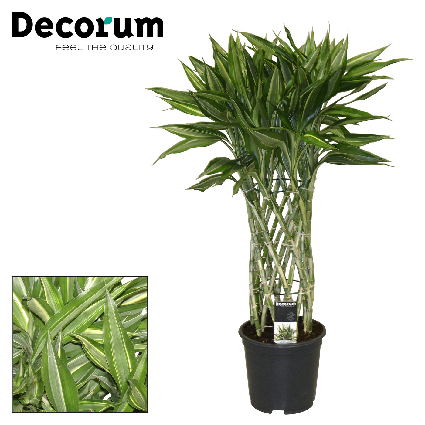 Planta naturala H70cm Dracaena Sanderiana victory PS19/ in pamant