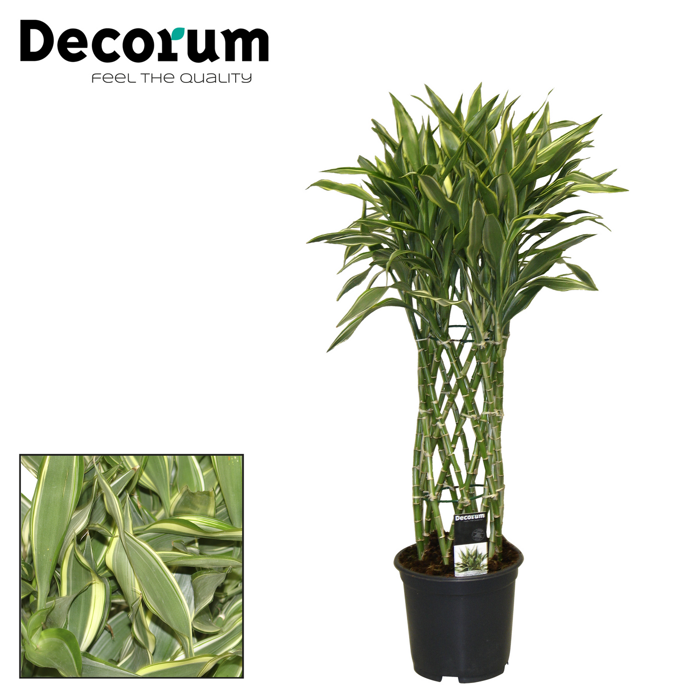 Planta naturala H70cm Dracaena Sanderiana white PS19/ in pamant