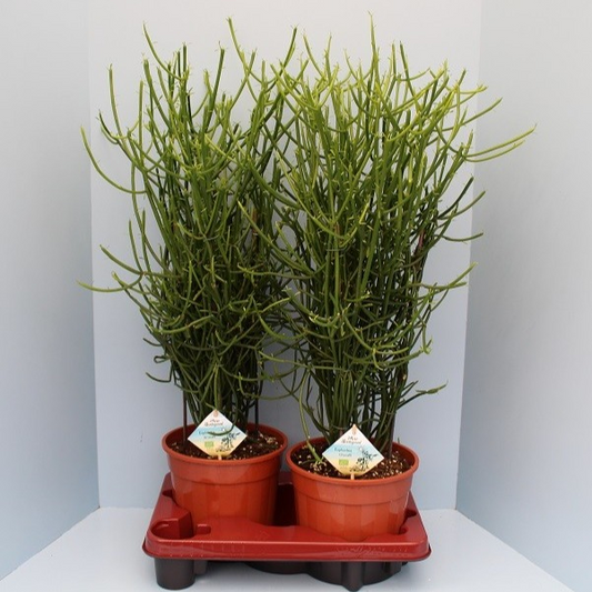 Planta naturala H70cm Euphorbia tirucalli PS19/ in pamant