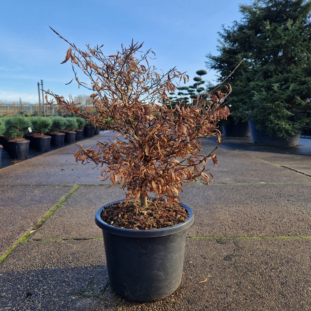 Planta naturala H70cm Fagus sylvatica Mercedes PS31/ in pamant