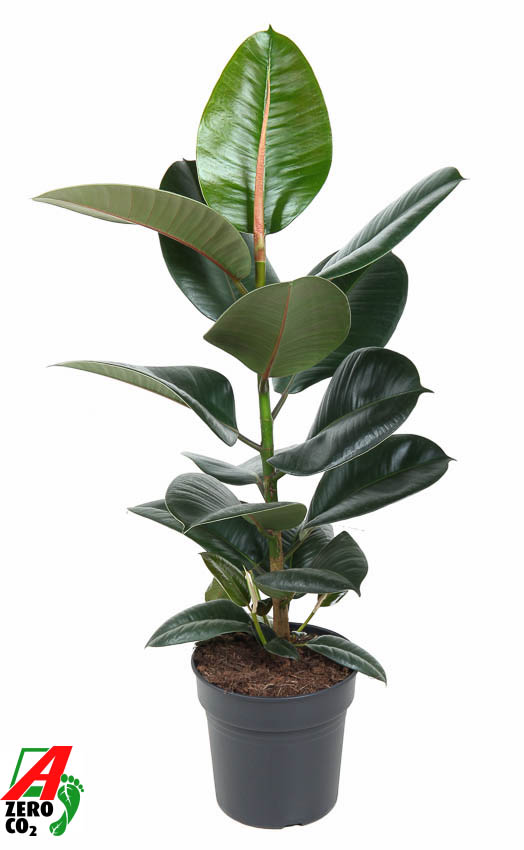 Planta naturala H70cm Ficus elastica 'Robusta' PS19/ in pamant