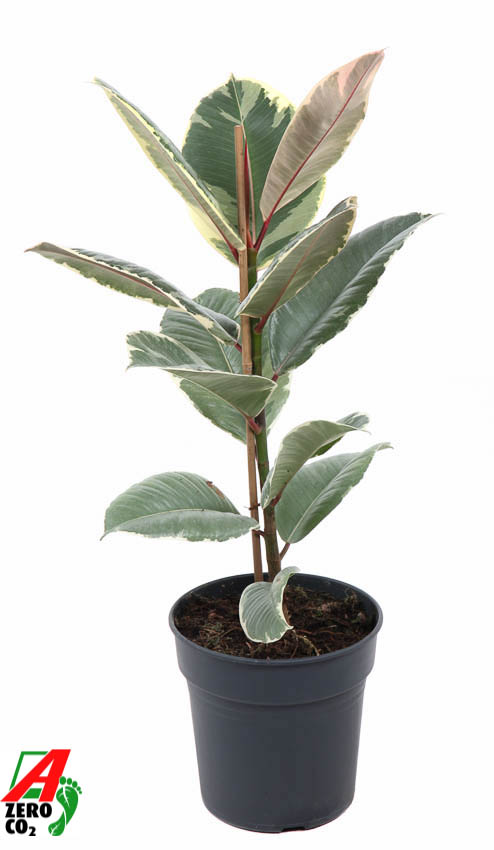 Planta naturala H70cm Ficus elastica 'Tineke' PS19/ in pamant