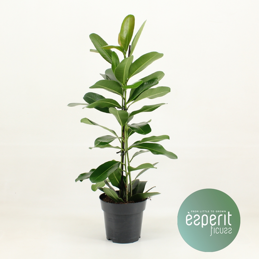 Planta naturala H70cm Ficus microcarpa Smile  PS17/ in pamant