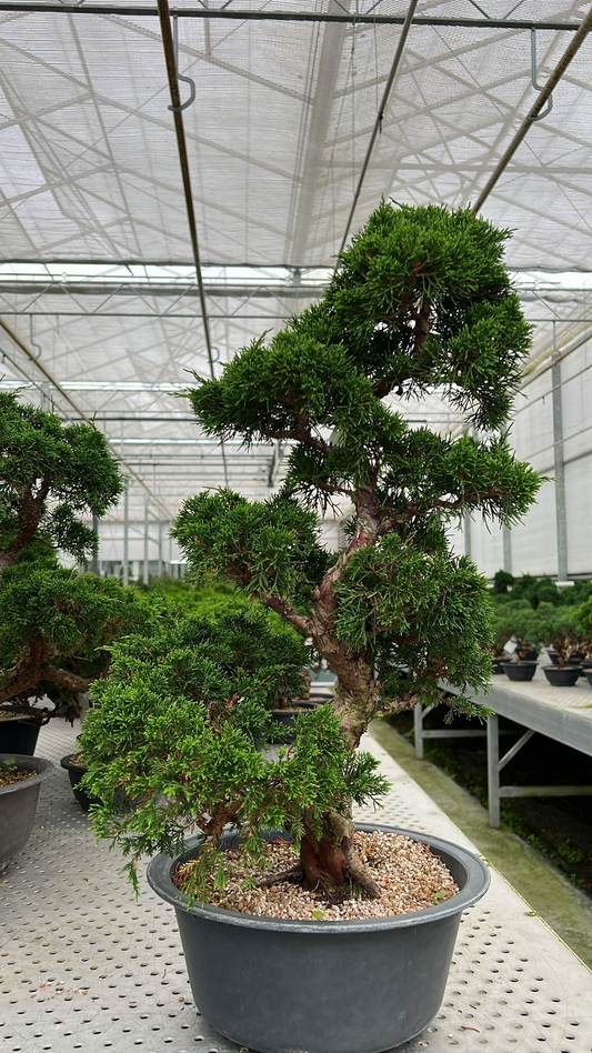 Planta naturala H70cm Juniperus chinensis PS30/ in pamant