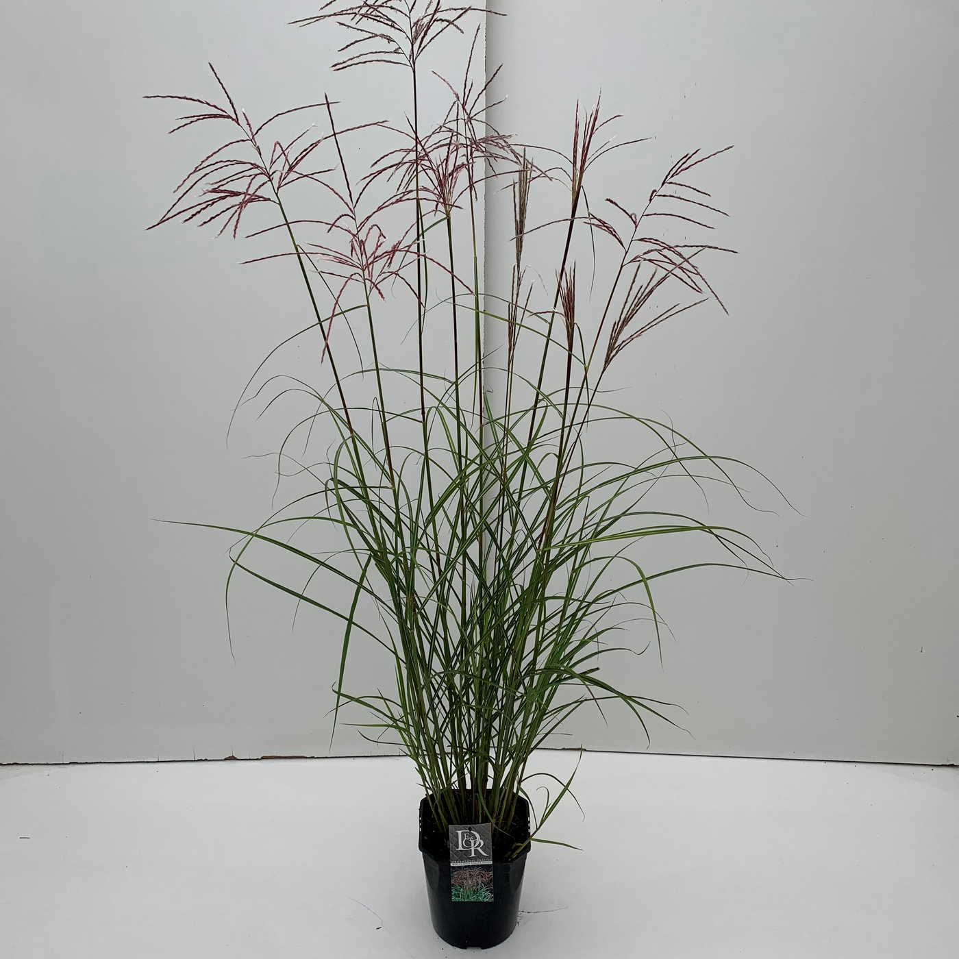 Planta naturala H70cm Miscanthus sinensis 'Ferner Osten' PS23/ in pamant