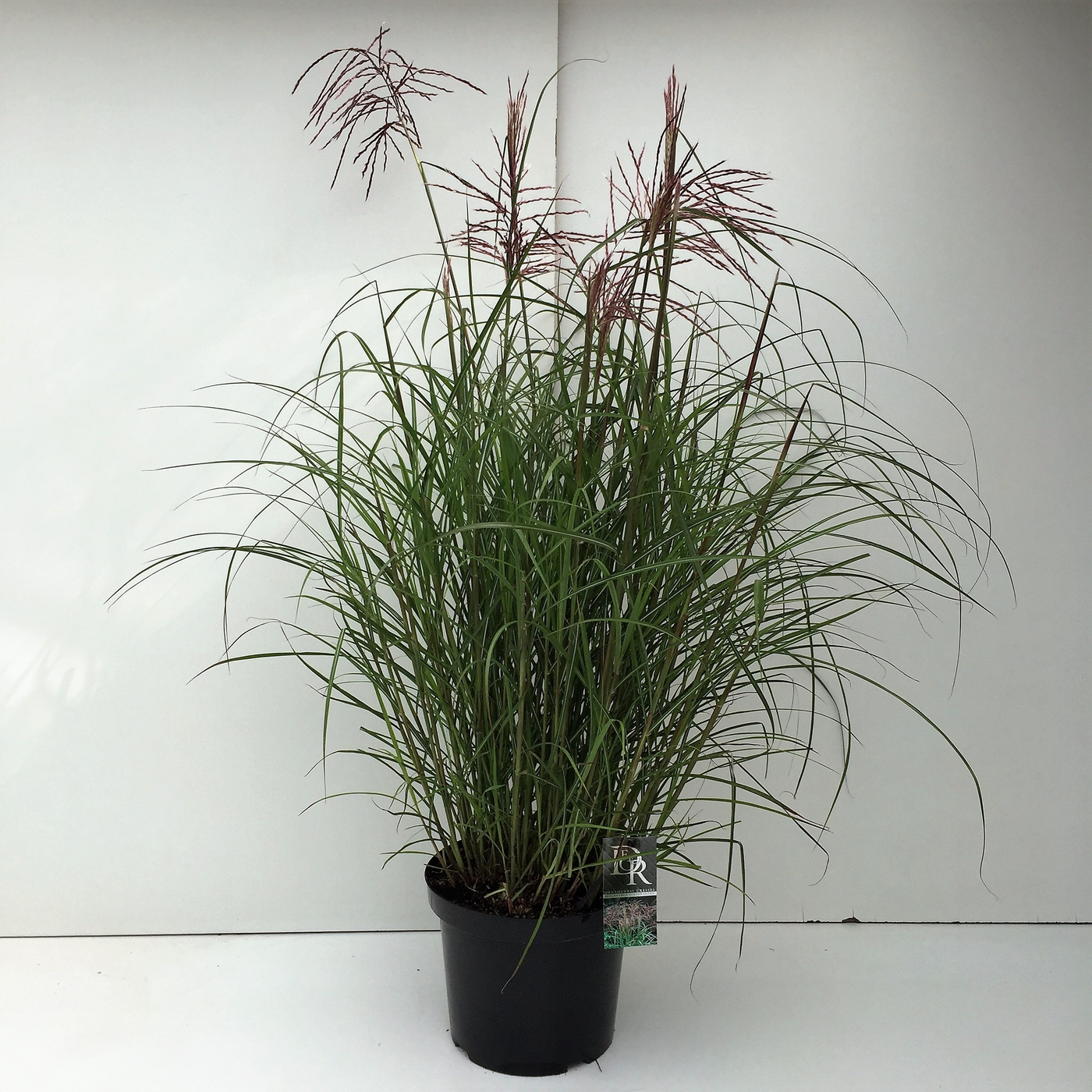 Planta naturala H70cm Miscanthus sinensis 'Ferner Osten' PS29/ in pamant