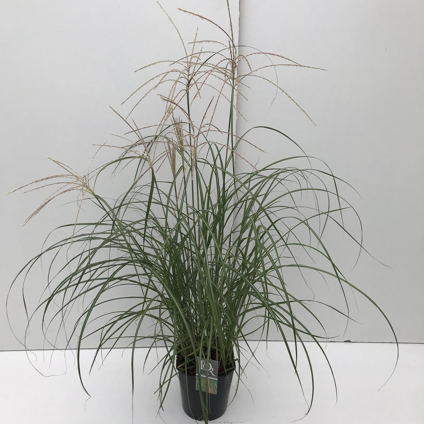 Planta naturala H70cm Miscanthus sinensis 'Flamingo' PS23/ in pamant