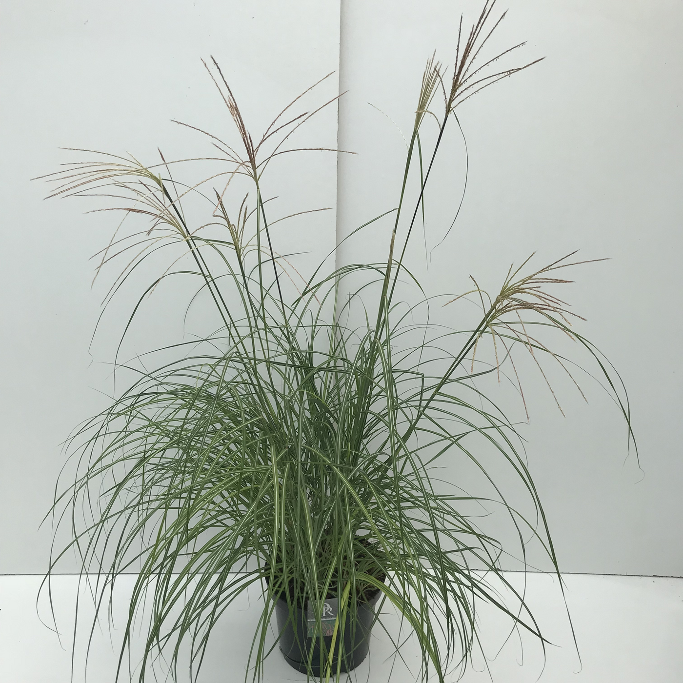 Planta naturala H70cm Miscanthus sinensis 'Flamingo' PS29/ in pamant