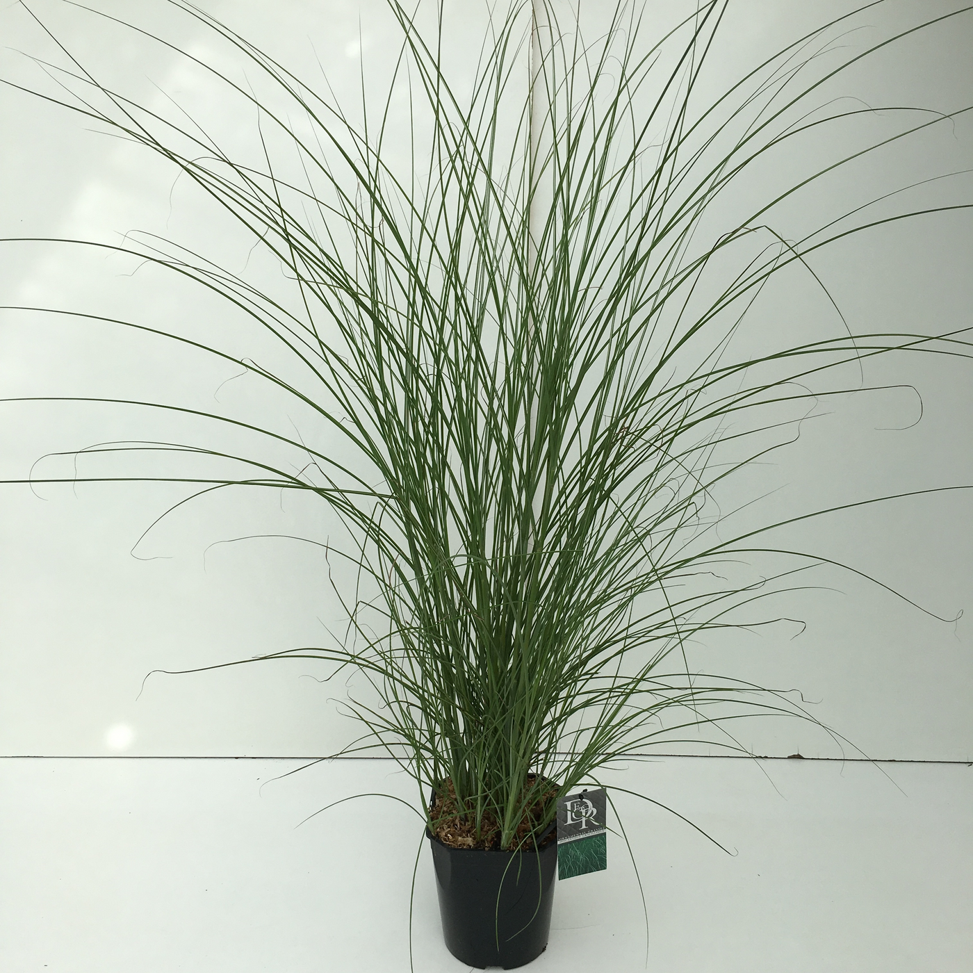 Planta naturala H70cm Miscanthus sinensis 'Gracillimus' PS23/ in pamant