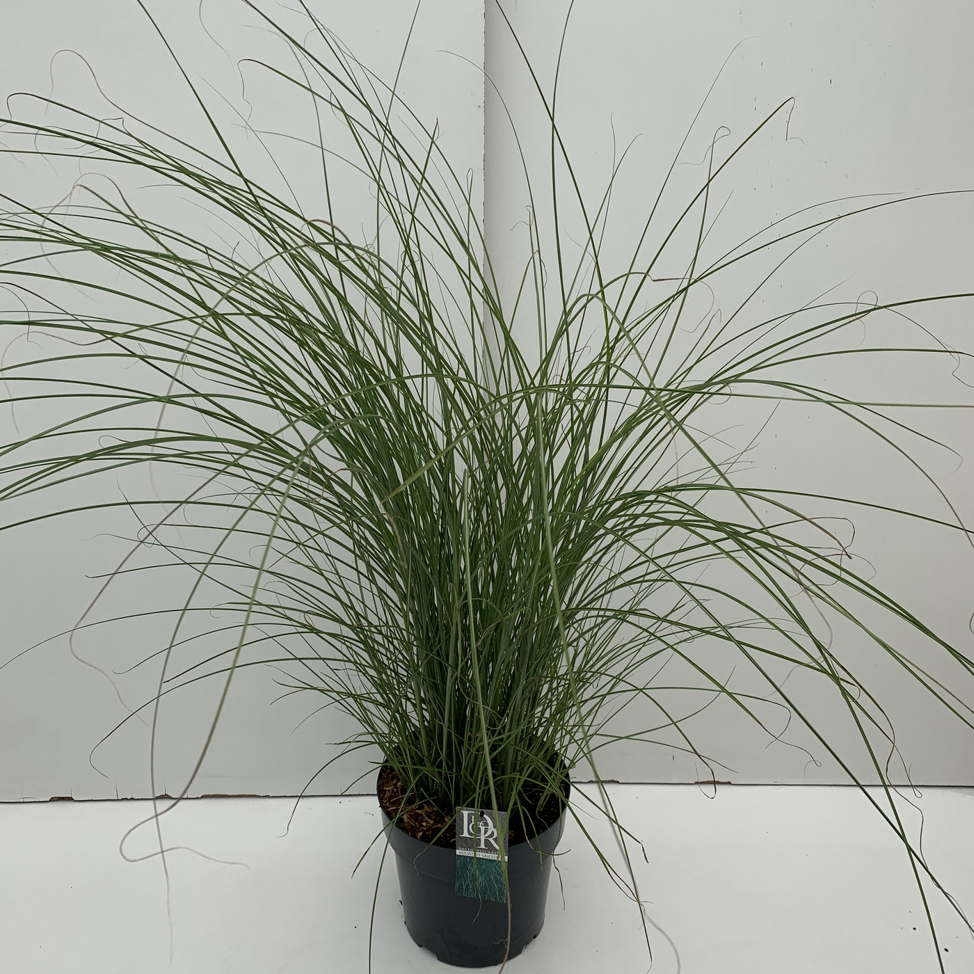 Planta naturala H70cm Miscanthus sinensis 'Gracillimus' PS29/ in pamant