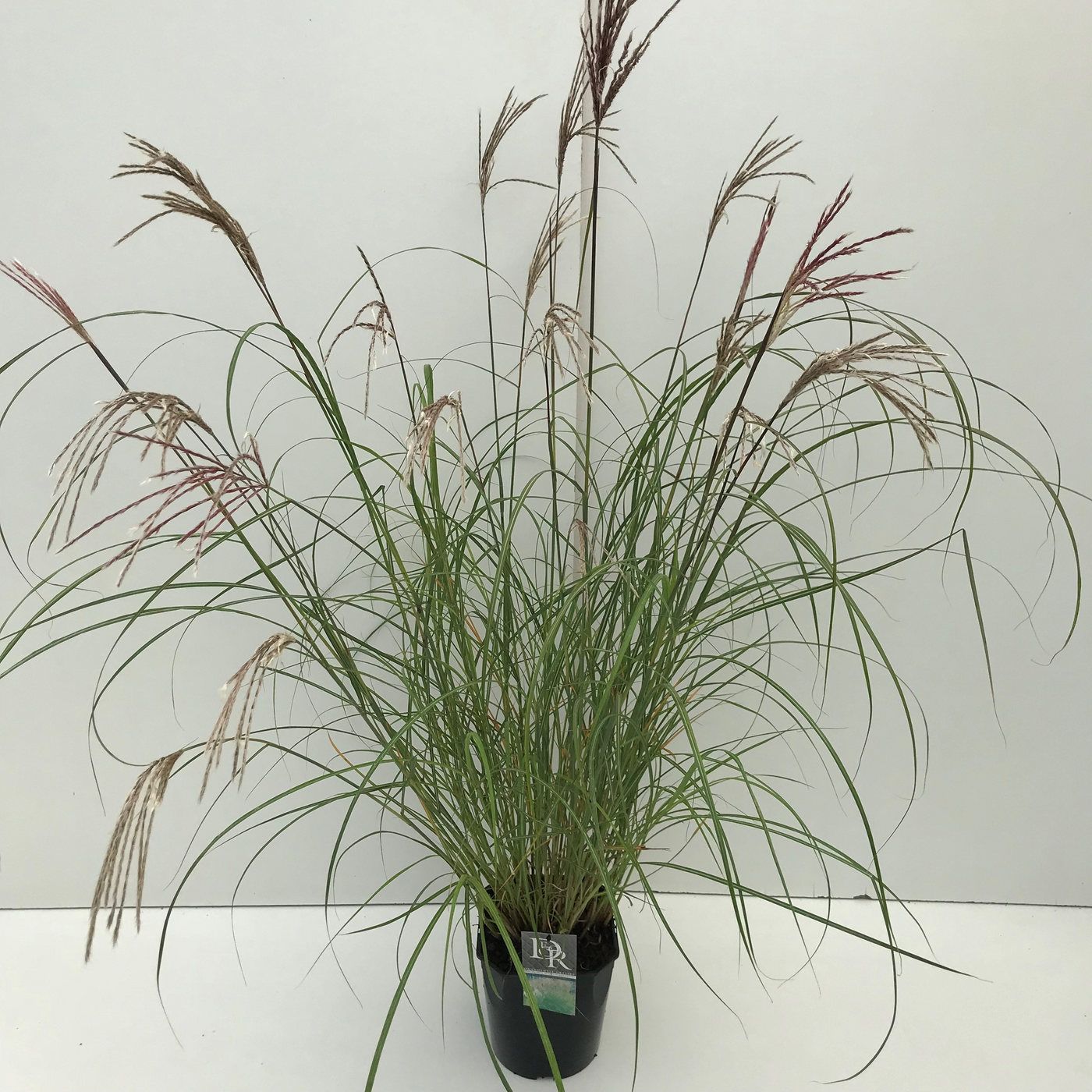 Planta naturala H70cm Miscanthus sinensis 'Kleine Silberspinne' PS23/ in pamant
