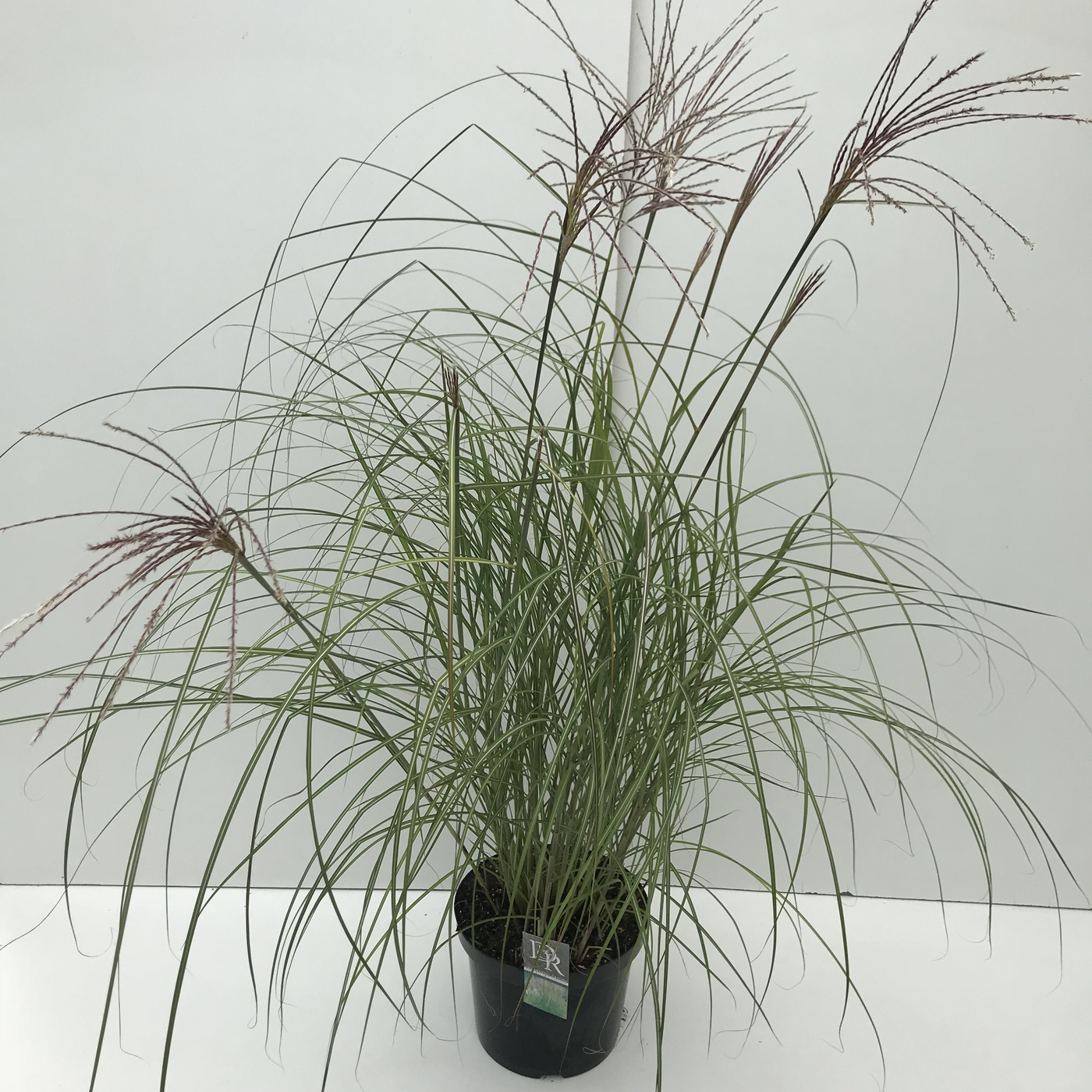 Planta naturala H70cm Miscanthus sinensis 'Kleine Silberspinne' PS29/ in pamant