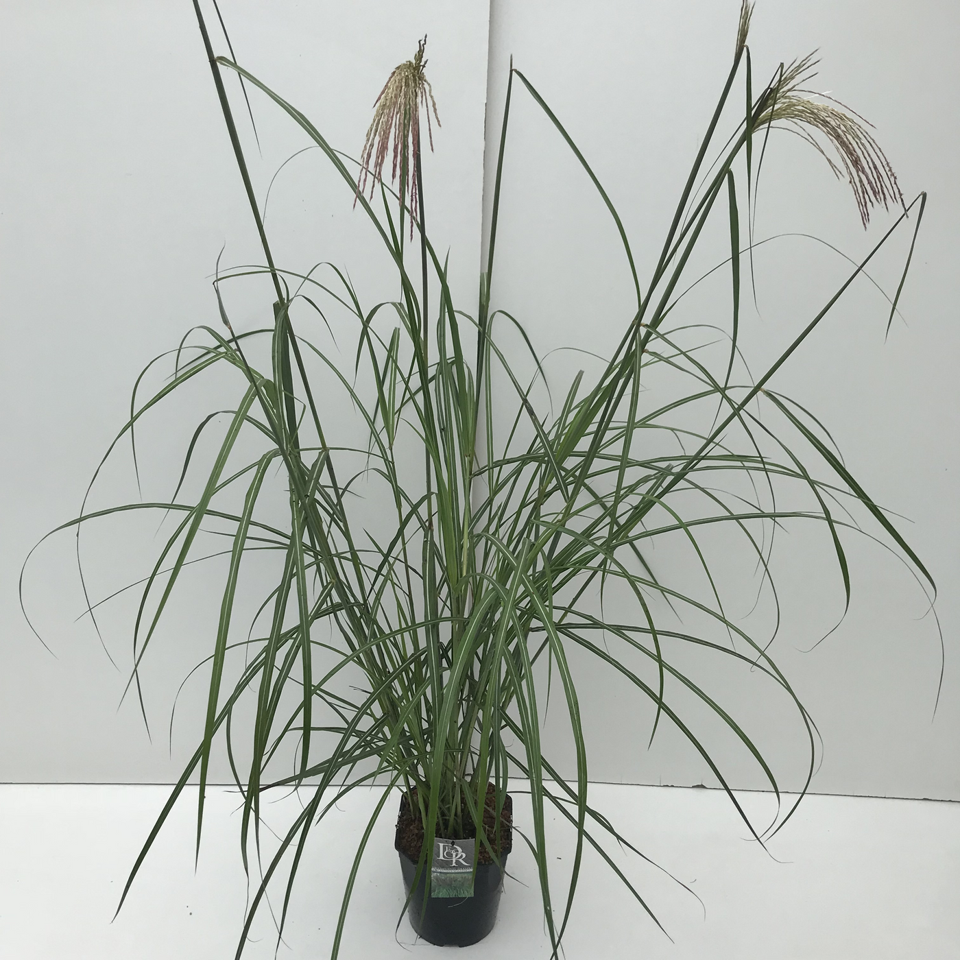 Planta naturala H70cm Miscanthus sinensis 'Malepartus' PS23/ in pamant