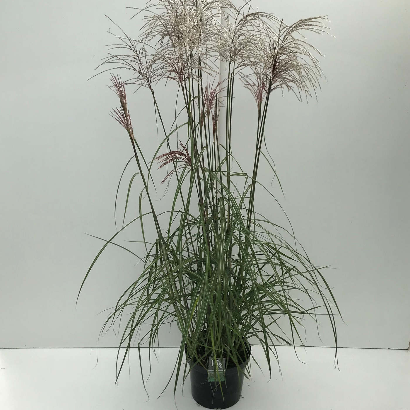Planta naturala H70cm Miscanthus sinensis 'Malepartus' PS29/ in pamant