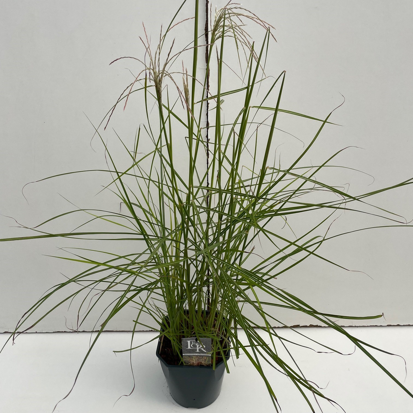 Planta naturala H70cm Miscanthus sinensis 'Pink Cloud' PS23/ in pamant