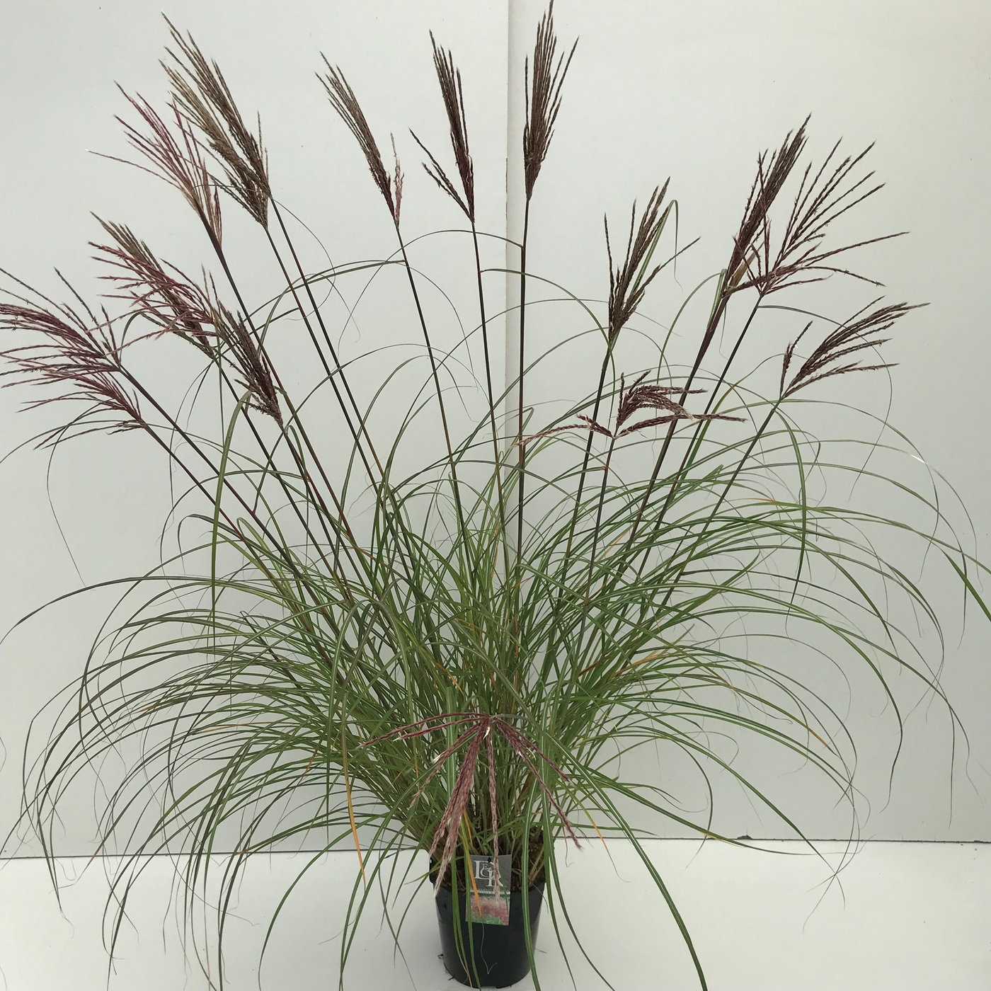 Planta naturala H70cm Miscanthus sinensis 'Red Chief' PS23/ in pamant
