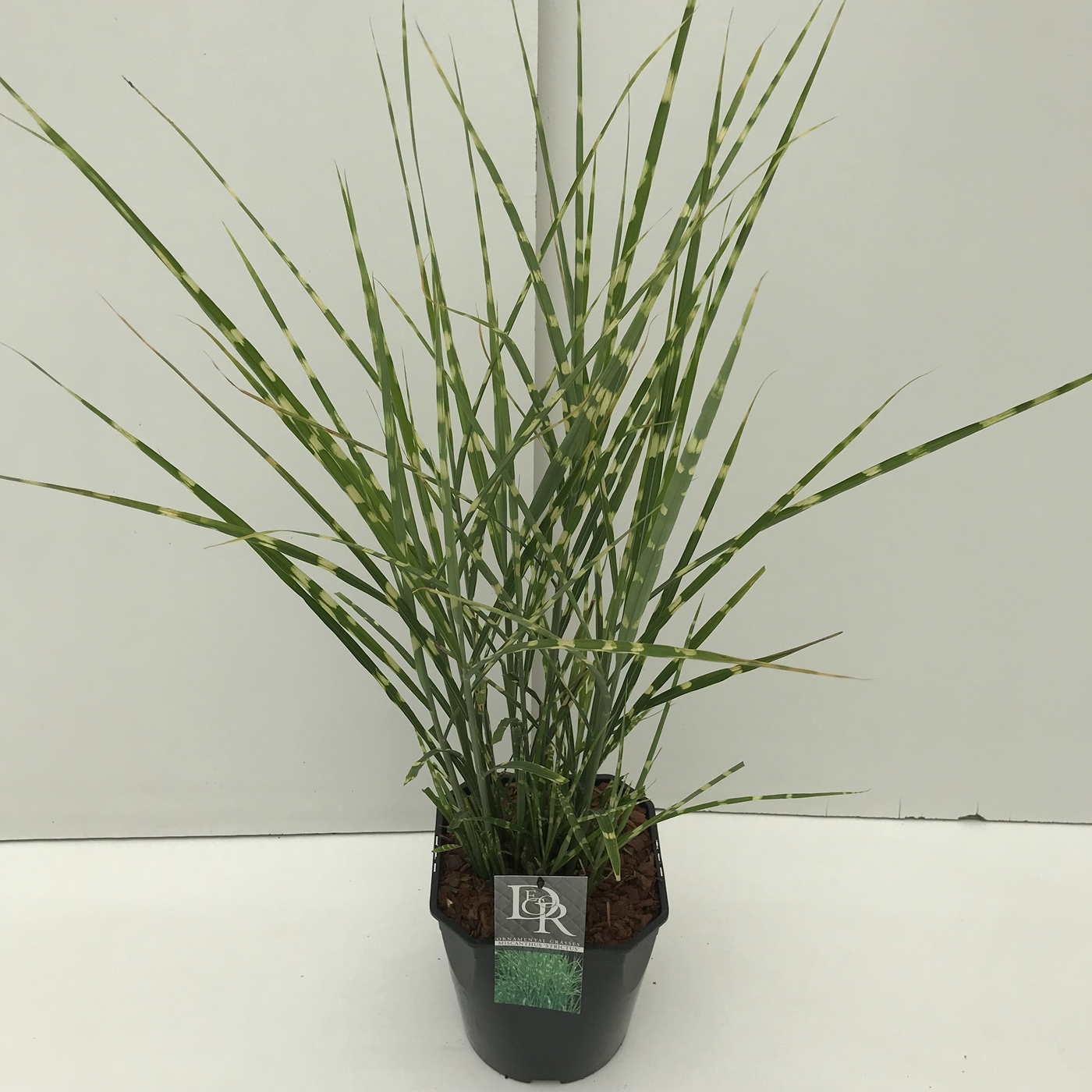Planta naturala H70cm Miscanthus sinensis 'Strictus' PS23/ in pamant