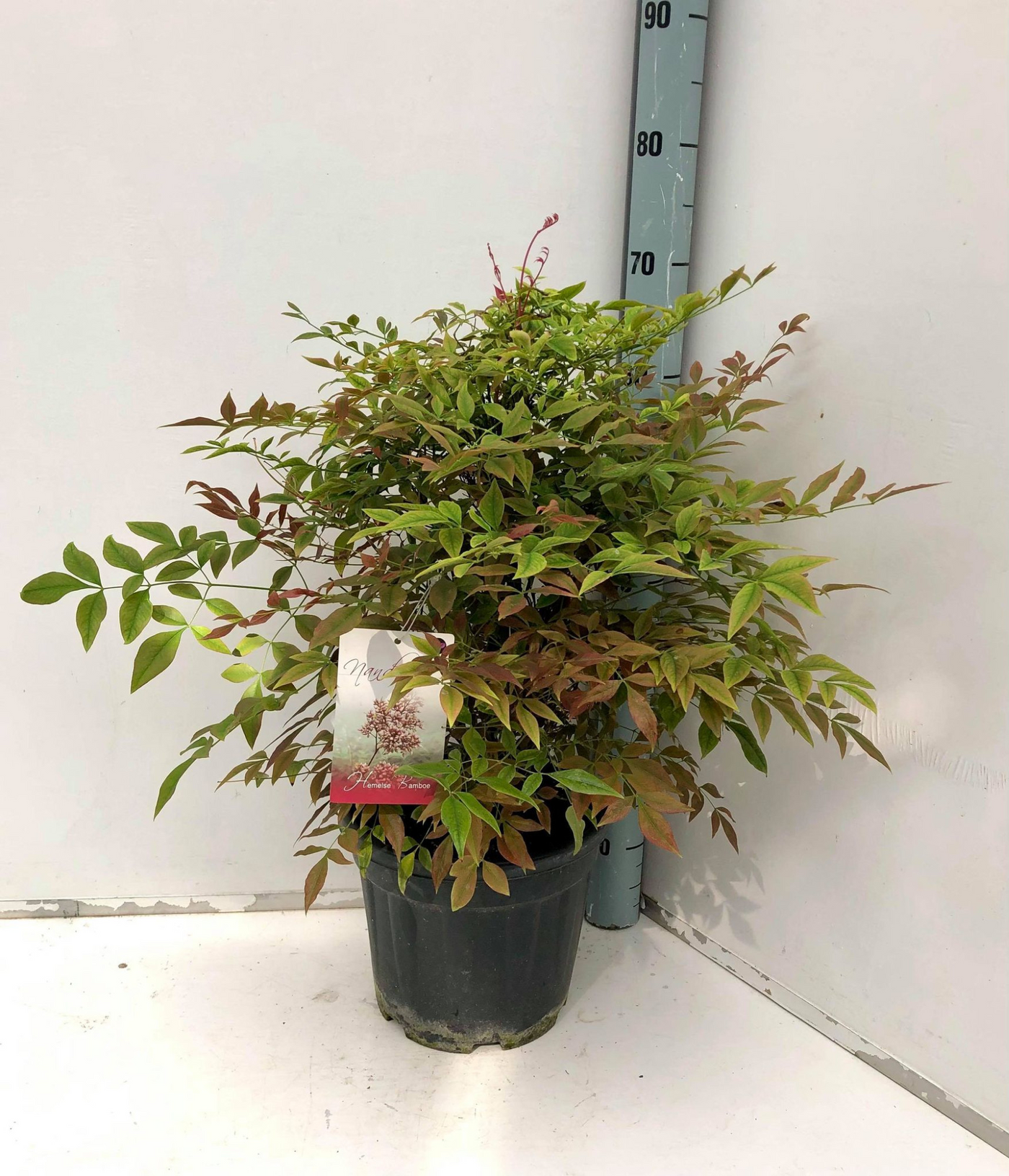 Planta naturala H70cm Nandina domestica PS24/ in pamant