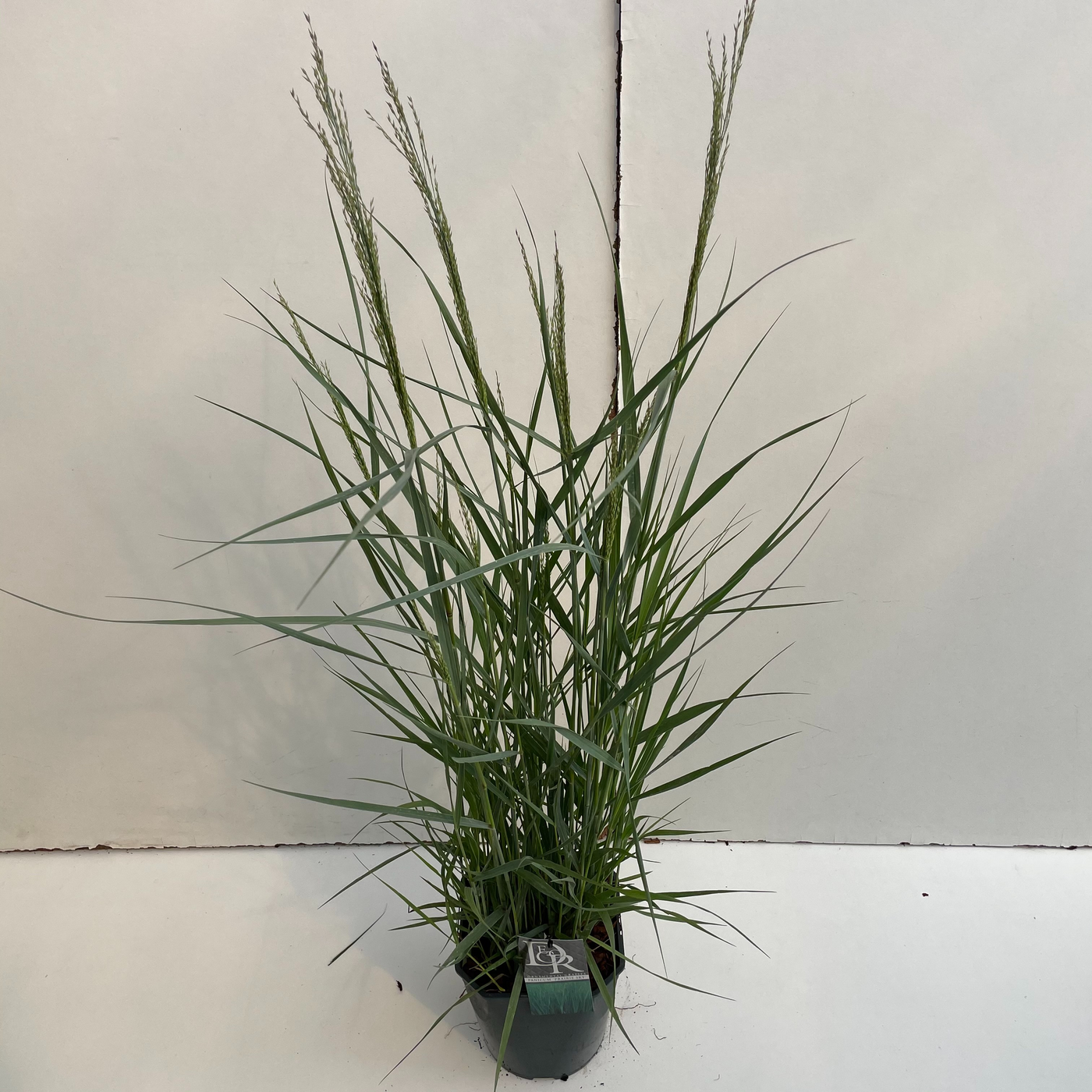 Planta naturala H70cm Panicum virgatum 'Prairy Sky' PS23/ in pamant