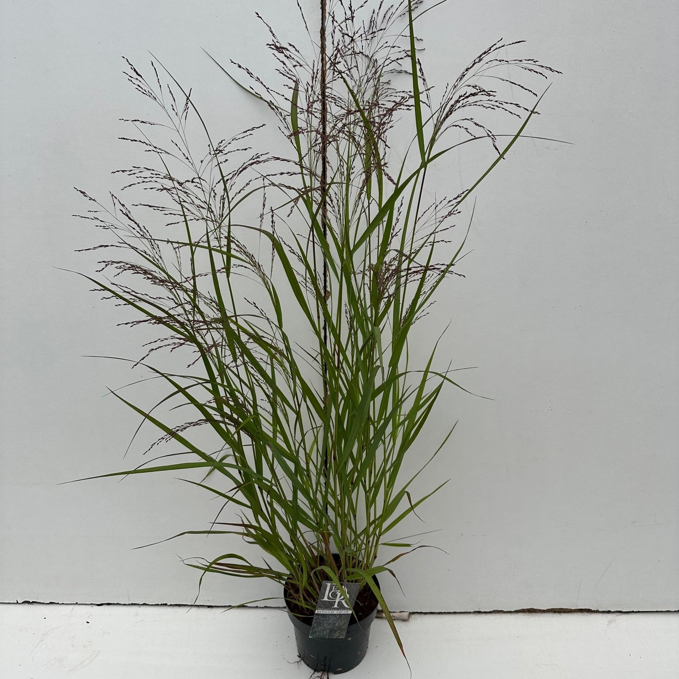 Planta naturala H70cm Panicum virgatum 'Squaw' PS19/ in pamant